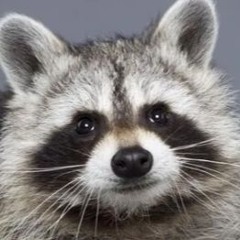 working racoon