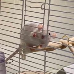 Atojoti ♡