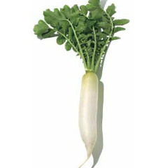 RADISH (pr0dbyes)