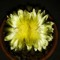 SacredCactusLabs