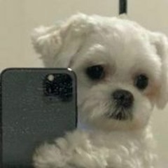 杜伊
