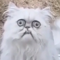 RegularWhite