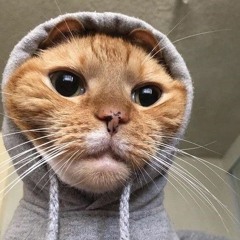 Lil sepi