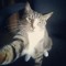 catt
