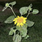 🌻