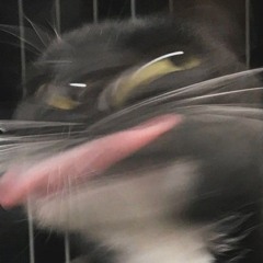 ケードー