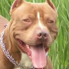 cachorro belgaaaaaaaa