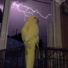 sobercat