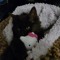 kitty