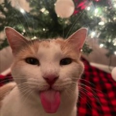 Chipkmunk