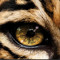 yellow eyez
