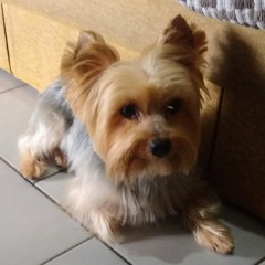 isa