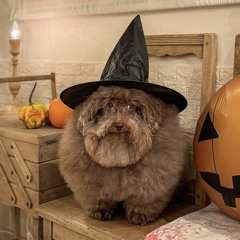 ⁎⁺˳✧༚ bagatell ⁎⁺˳✧༚