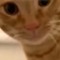 cat gamin