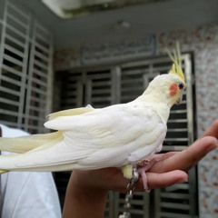 Abubakar Blackstar