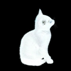 catsimulation