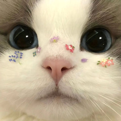 시엘 ssiel (@ssiel_ii)