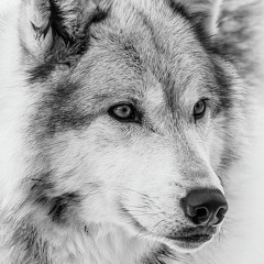 LeonMDN