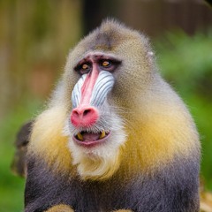 The Unnamed Monke Project