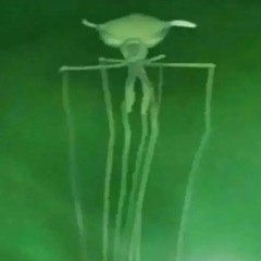 giant squid