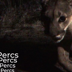 Perc