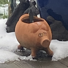 Cacahouète