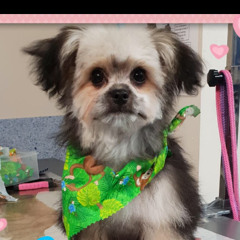 Samaon Thor Throwdowns