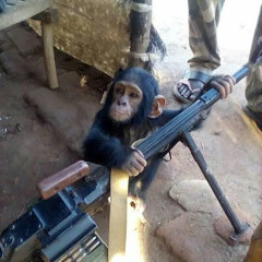 Machine Monkey