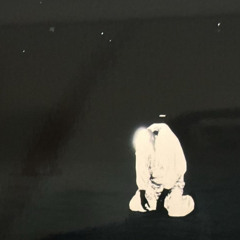 Narcissus