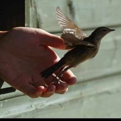 آلاء