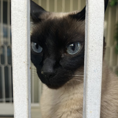Melo
