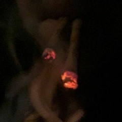 burnt!