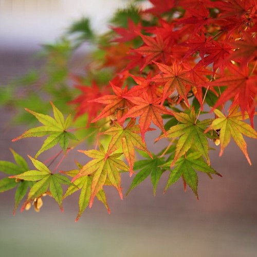 Stream PLS2 p. 16 by John Bankier | Listen online for free on SoundCloud