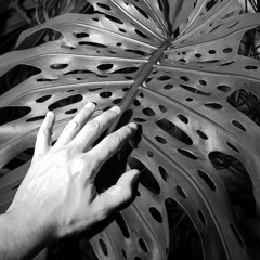 air_roots