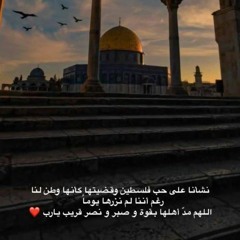 شهد محمود