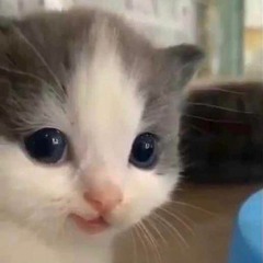 koko_pie01