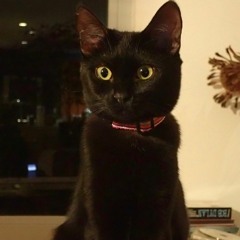 Reading with Theory (Comparative Literature 60b)