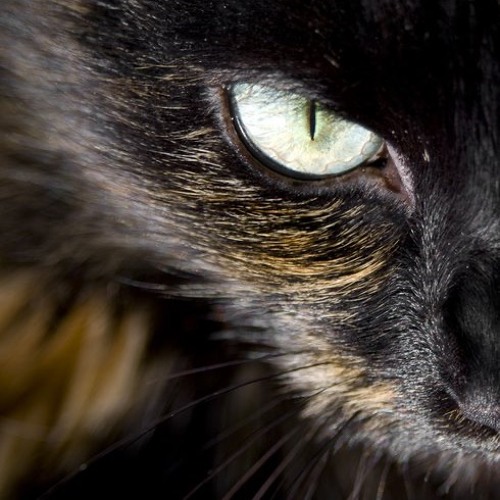 Black Apple (self portrait)