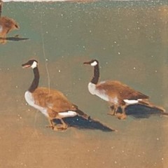 Silly Geese