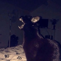 0lцγkи Цγkαсα