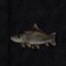 Mr_FishNpc