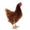 Chicken_ Coop