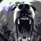 Lil Bear