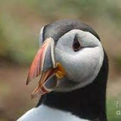 DJ StudPuffin