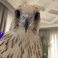 آمنـة✨