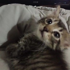 lolo - TARDE ( prod. by THANOS )