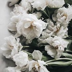 Hạo Hạo