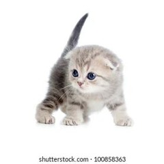 cutenekoboy61