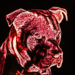big dog waste