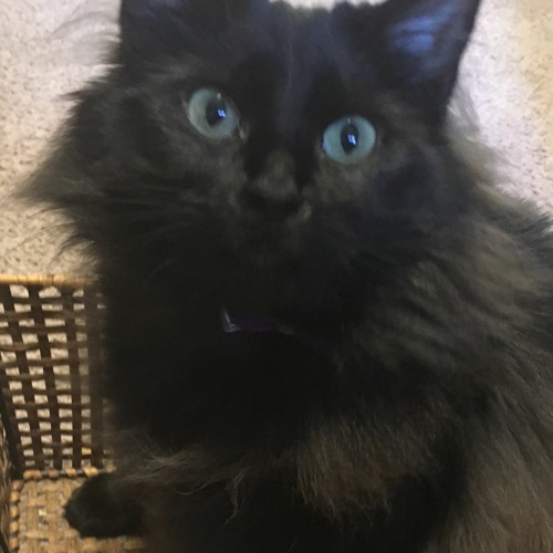 Stream Chowder music Listen to songs, albums, playlists for free on